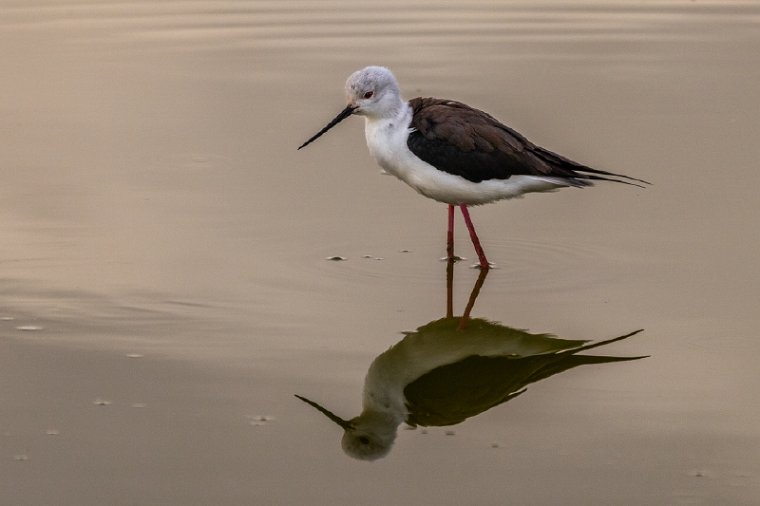 119 Amboseli Nationaal Park.jpg
